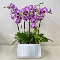 루아데코 서울경기---농장직영배송 **퀵무료배송**발령인사꽃리본 생신화분문구 취임축하문구, 5.보라, 1개