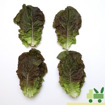 사라상회 적상추 500g