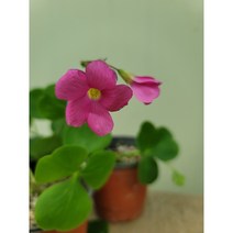 땅콩사랑초 30 휴면상태