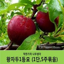 자두묘목 묶음상품, 추희자두(1단5주묶음)