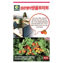 해피찰3호 옥수수 70립 - 씨 씨앗 찰옥수수 찰옥수수씨 찰옥수수씨앗 옥수수씨앗 흰색찰옥수수 채소씨 채소씨앗, 05_다농_빨강앉은뱅이 방울토마토(50립)