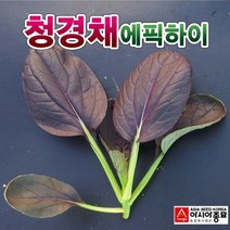 청경채씨앗 에픽하이(500립), 단품
