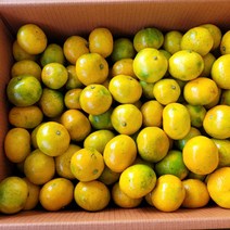 [단아프레쉬] 제주 명품 감귤 5kg (2s소과)