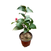 그린플랜트 꽃화분 꽃있는 식물 (색상품종랜덤), 동백나무