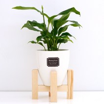 아침향기 실내공기정화식물 세라믹 원형화분 화이트, 1개, (세라믹화분) 스파트필름