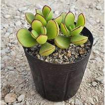 [다육식물]파필라리스