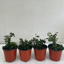 수련목 4개묶음 실내공기정화식물 반려식물 플랜테리어 온누리꽃농원