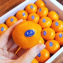 고당도 프리미엄 비가림 서귀포 하우스 제주감귤 3kg 선물용, 고당도 하우스 감귤 39~45과 3kg