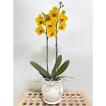 퀵 배송 교대승진난 성남꽃배달 문정승진화분 양재난배달 수서꽃배달 강남축하화분 구의축하화분 강동축하화분 개업축 사무실오픈축하난 서울승진화분 서초승진난 문정난배달 영전 개업 승진, 4.그린