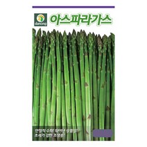 아스파라거스씨앗 800립, 1개