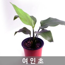 공기정화식물 여인초- 뮤렌베키아 기르기 좋은, 택배