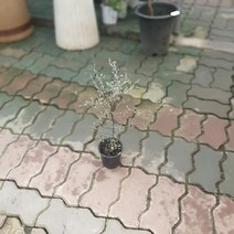 식물공장 마오리코로키아코트니스타 40~60cm 159 고로키아 소포라 호주야생화, 1개