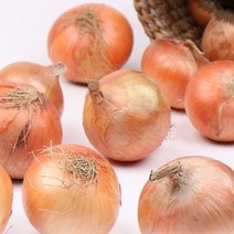 무안 햇양파 신선농장 피양파, 특 10kg