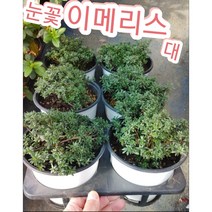 이메리스 겨울눈꽃-대/첫눈에 반해버린꽃 눈꽃 이베리스