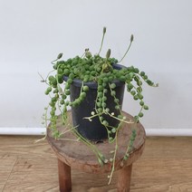 녹영금(계절금 랜덤)