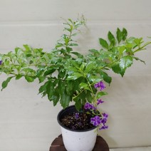 [성심] 발렌타인(초콜렛향) 109