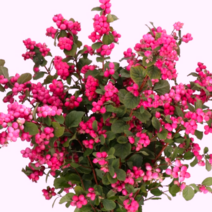 스노우베리 묘목 (루비자이언트) 줄기를 덮는 붉은열매가 너무 예뻐요 / 전국생육 / 포트묘 FG107