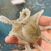 싱싱한 서해안 활 제철 봄 알 쭈꾸미 주꾸미 1kg 숙회 샤브샤브, [급냉]쭈꾸미1kg