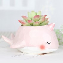 꿈꾸는 돌고래 다육이화분, 핑크