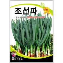조선파 1000립/재래종 대파 파 텃밭 키우기 종자 씨앗