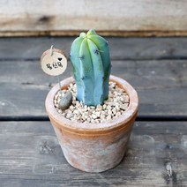 용신목-빈티지토분, 쿠팡 아이템온 소