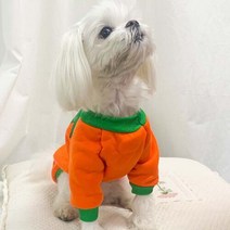 펫 할로윈 펌프킨 의상, M_보험 가입