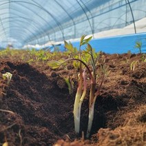 땅두릅 산지직송 제철 두릅 봄 채소, 눈꽃땅두릅 300g, 상세페이지 참조
