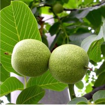 호두나무묘목 추자 자연농원 최소구매 2개, 접목호두(신령)1년상묘