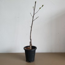 사과나무 알프스오툐메 묘목 미니사과 접목 1년생 화분채배송