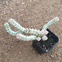 [수암다육] 루페스트리금 랜덤발송 Crassula rupestris ssp. marnieriana f. variegata 다육 다육이 다육식물 536, 1개