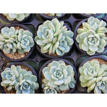 다육king 아이시그린(랜덤발송) 다육식물 선인장 (단일상품), 1개