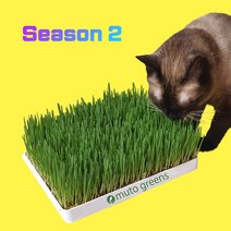 [고양이간식풀] 직접키운 캣그라스 생화 2개 고양이풀 헤어볼 천연간식 캣글라스, 선택1. 기본팩 2개, 귀리2개
