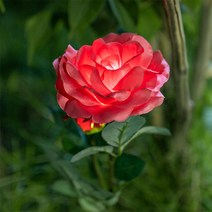 (주)라이트컴 SS966 아파트단지 산책로 안내/울타리 태양광충전등/장미꽃LED/레드 장미 태양광LED/인테리어 완성/자동점멸, SS966 레드, 정원등
