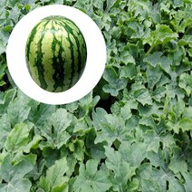 수박모종 접목 (4개)