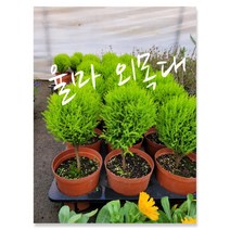 율마외목대 0055 특 랜던 공기정화식물/미세먼지/공기정화효과 공기정화식물