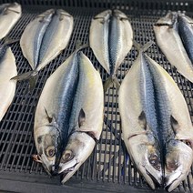제주 간고등어 5마리 2kg 자반 고등어 저염 고등어 제주 손질 고등어 제주 고등어 택배 오늘저녁메뉴 고등어구이