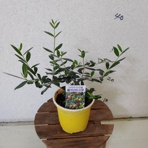 성심꽃화원 올리브나무 (소)049