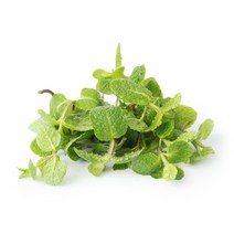 국내산 애플민트 생잎 3팩/5팩, 애플민트 5팩