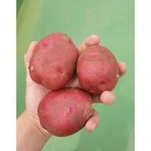 7월수확 홍감자 5kg 10kg 포슬포슬 자색 카스테라 감자, 특3kg
