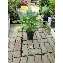 50~80cm 99 제나두셀렘 셀럼 대품 묵은둥이