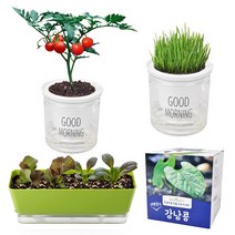방울토마토 키우기 상추 제라늄 씨앗 모종 다이소 식물 새싹 보리 해바라기 강낭콩 키트, 3. 원예 용품, 3-6. 접이식 분갈이 매트 대