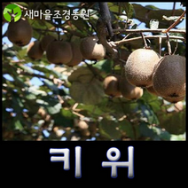 키위나무 골드키위나무묘목과일나무 덩쿨나무 꽃나무 키위나무묘목, 1개