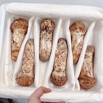 자연산 송이버섯, 500g 2품