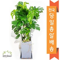 고급 대형화분 개업 축하 화분 전국 당일배송, 14. 몬스테라