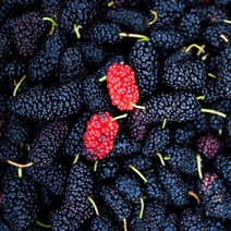 [베리세상]고창 냉동 토종오디 5kg(벌크), 1개