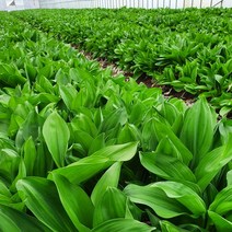 스마일겟 강원도 인제 명이나물(산마늘)1kg, 잎명이, 1kg