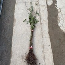 산수유 실생1년 특묘10그루 cid