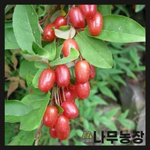 (나무농장) 보리수나무 왕보리수 삽목2년 묘목