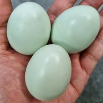 [창란] 난각번호1번 방사 계란 유정란 자연방사 방목 달걀 산속식육점 20구 30구