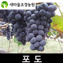 포도나무 포도나무묘목 과일나무 켐벨 머루 거봉 덩쿨식물, 1개